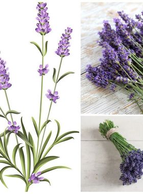 进口盆栽切花薰衣草 优雅紫色 Lavender Ell.Purple 宿根四季香草