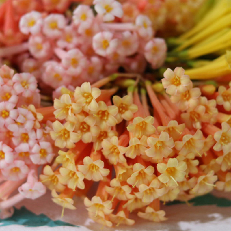 垂筒花种球多年生球根花卉植物多色易爆盆淡香球根花卉垂筒花根茎,鲜花速递/花卉仿真/绿植园艺,种球/裸根,淘宝优惠券,粉丝福利购,淘宝优惠卷