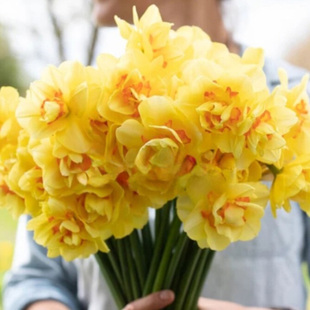 荷兰进口洋水仙种球单瓣重瓣水仙花球根盆栽观花植物花卉当年开花