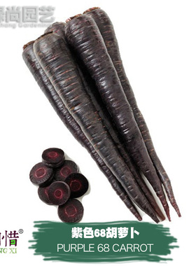 紫色68胡萝卜种子进口四季播种地栽盆栽蔬菜种籽瓜果紫水果胡萝卜