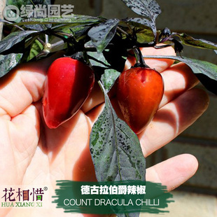 德古拉伯爵辣椒种子进口中辣四季阳台盆栽蔬菜种籽瓜果黑红辣椒苗