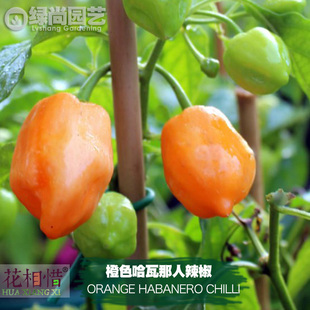 橙色哈瓦那人辣椒种子进口中高辣四季阳台盆栽蔬菜种籽瓜果辣椒苗