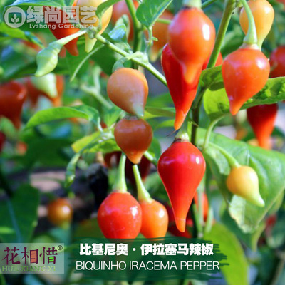 比基尼奥·伊拉塞马辣椒种子进口中辣四季盆栽蔬菜种籽瓜果辣椒苗