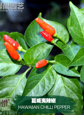 夏威夷辣椒种子进口中辣红四季播种阳台盆栽蔬菜种籽瓜果米辣椒苗