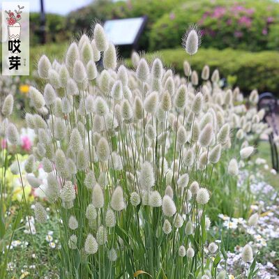 进口兔尾草种子Lagurus ovatus BunnyTail干花材盆栽切花植物花卉