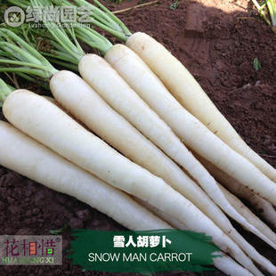 雪人胡萝卜种子进口四季播种地栽盆栽蔬菜种籽瓜果长白水果胡萝卜