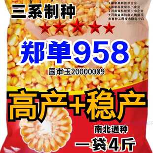 国审大棒玉米种子大全郑单958农科院新品培植高产高抗包谷种矮杆