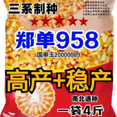 大棒玉米种子大全郑单958高产种
