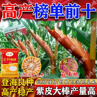 正品原装三国审玉米种京科968云南贵州四川高产玉米新种子矮杆