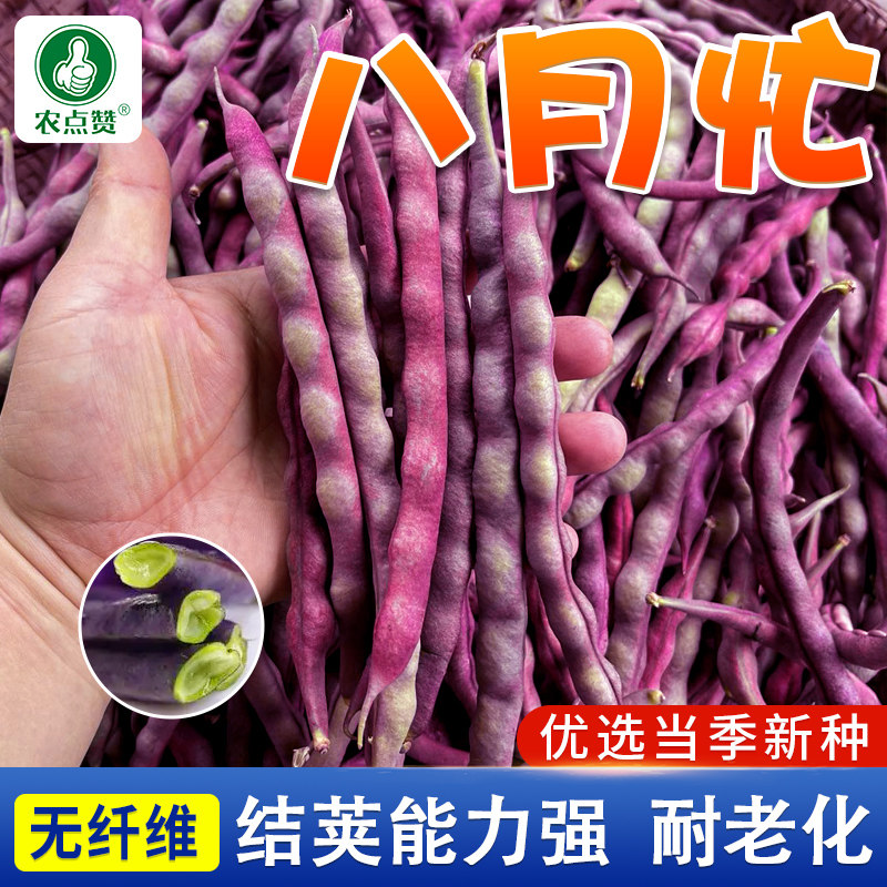 八月忙紫芸豆种子压趴架紫豆角种子大田种植紫色肉豇豆籽蔬菜种子
