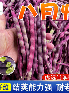 八月忙紫芸豆种子压趴架紫豆角种子大田种植紫色肉豇豆籽蔬菜种子