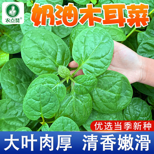 [耐热耐高温]藤菜/木耳菜种子