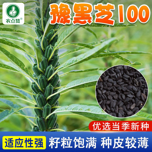 农点赞四季抗病出油高黑芝麻种子