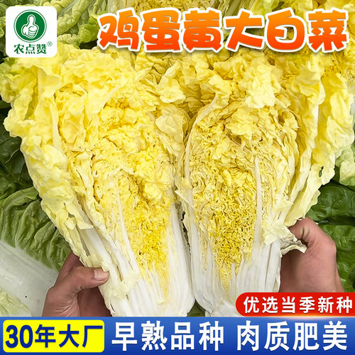 [30年大厂]鸡蛋黄黄心大白菜种子