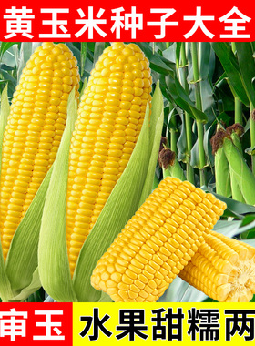 黄玉米种子大全粤甜29号水果玉米籽种国审杂交包苞谷糯甜玉米种籽