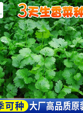 四季香菜种子耐寒老品种3天生大叶芫荽香菜籽种阳台盆栽蔬菜种子