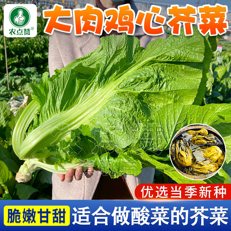 酸菜种子鸡心芥菜种孑水东甜芥菜种籽腌菜四季青菜籽包心介菜籽种