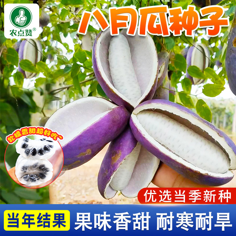 紫色八月瓜种籽八月炸种孑野香蕉籽木通九月黄水果甜瓜八月瓜种子