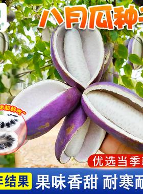 紫色八月瓜种籽八月炸种孑野香蕉籽木通九月黄水果甜瓜八月瓜种子