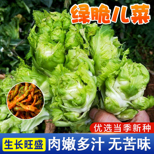 儿菜种子早熟无苦味萌绿儿菜种孑抱子芥菜榨菜种籽大头菜娃娃菜籽