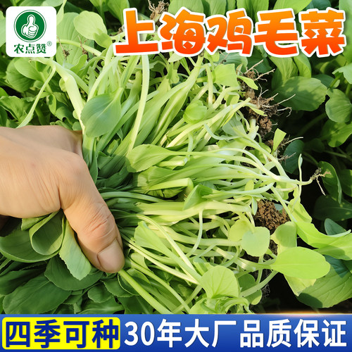 [四季可种]上海青鸡毛菜种子大全