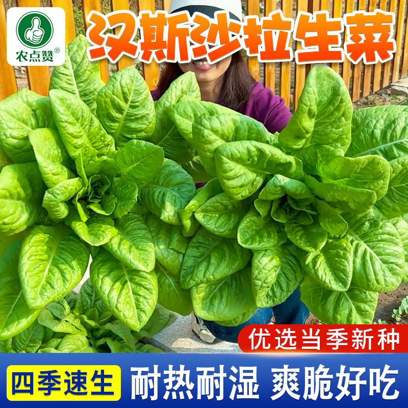 [包发芽]汉斯沙拉生菜种子籽种
