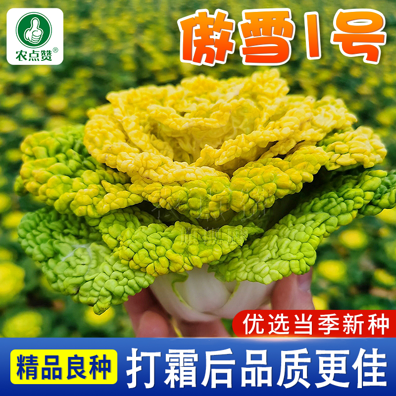 傲雪1号黄心乌白菜种子