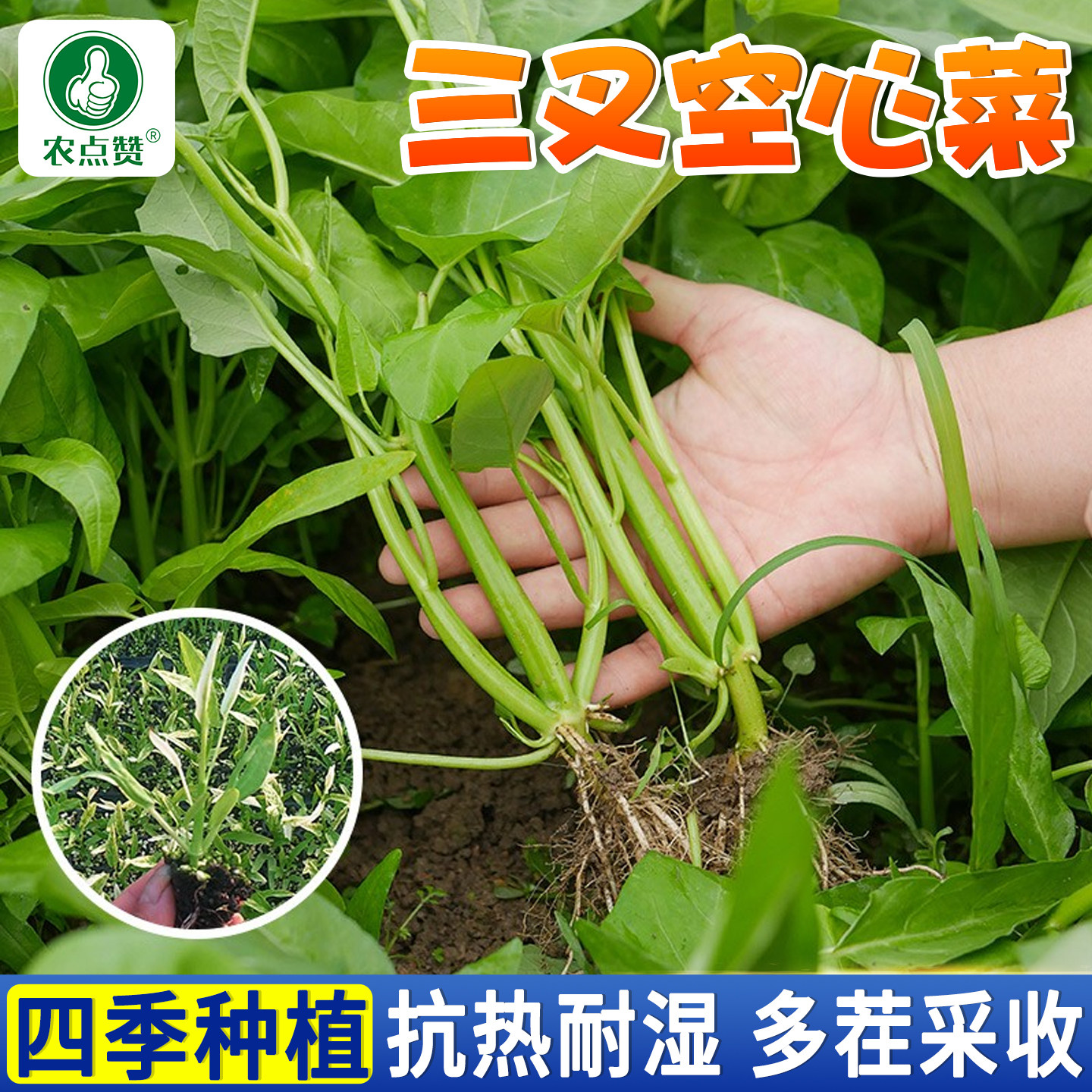 三叉空心菜种子夏耐热蔬菜种籽大叶柳叶通菜藤菜蓊菜蕹菜籽种大全