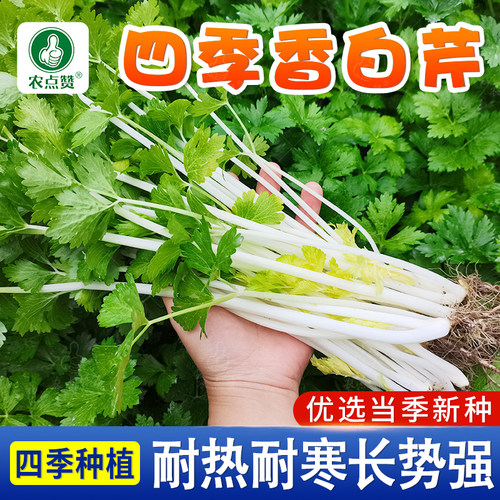 [四季可种]紫黄白芹菜种子大全