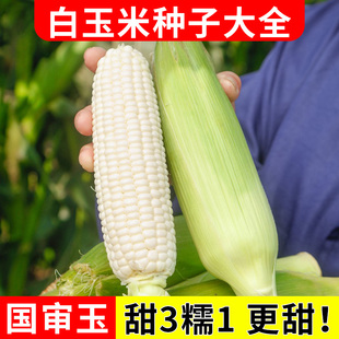 甜糯玉米种子大全美玉27白玉米籽种官方正品国审大田基地苞米种子