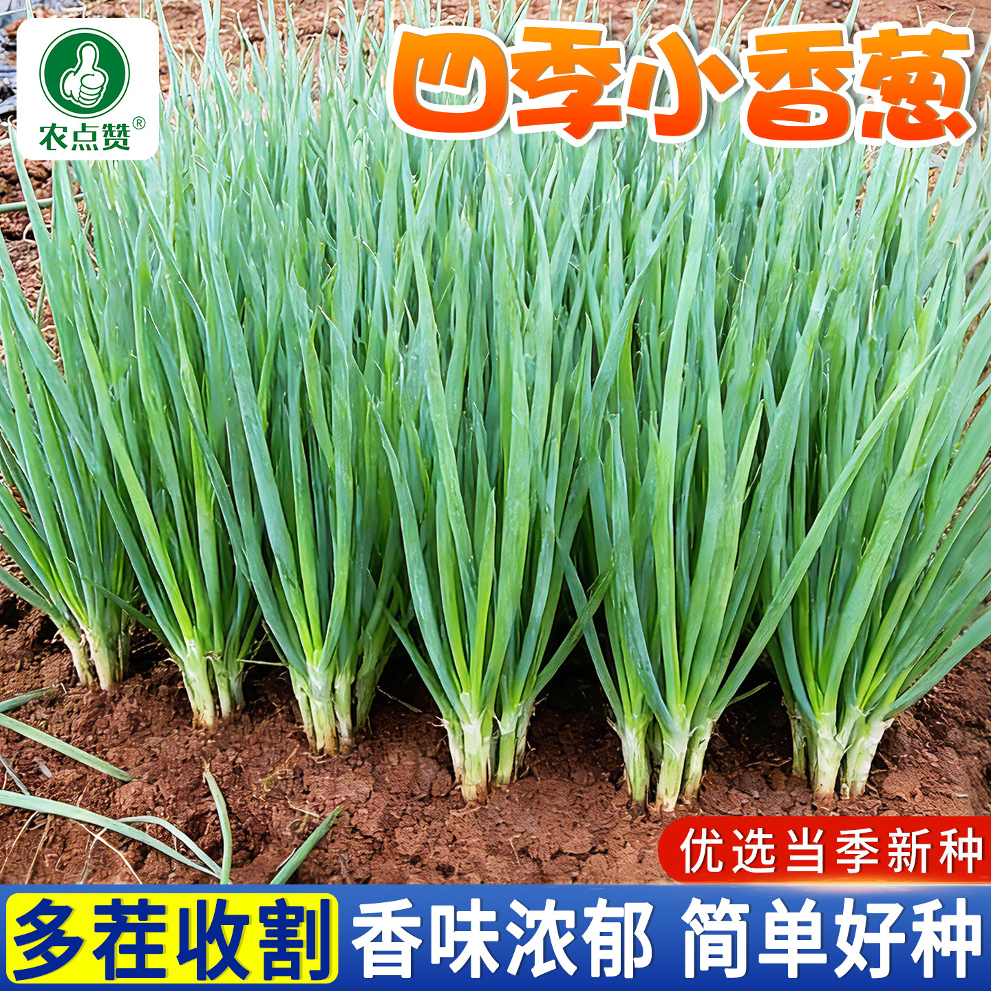 四季小葱种子大全老品种阳台盆栽蔬菜籽分葱香葱籽种章丘大葱种籽