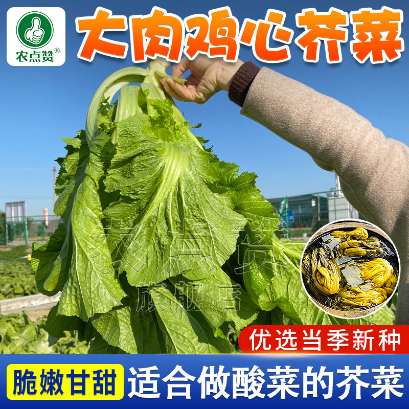 包心芥菜种籽咸菜东北酸菜灯笼甜介菜种孑蔬菜籽大肉鸡心芥菜种子