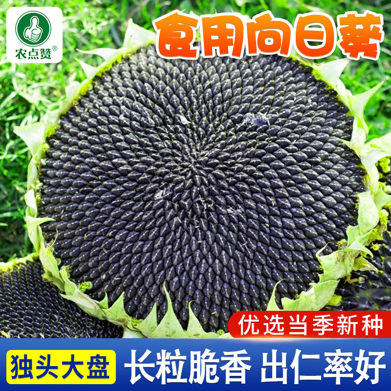 食用型向日葵种子矮葵花观赏高杆油葵种籽向阳花阳台盆栽地栽种植