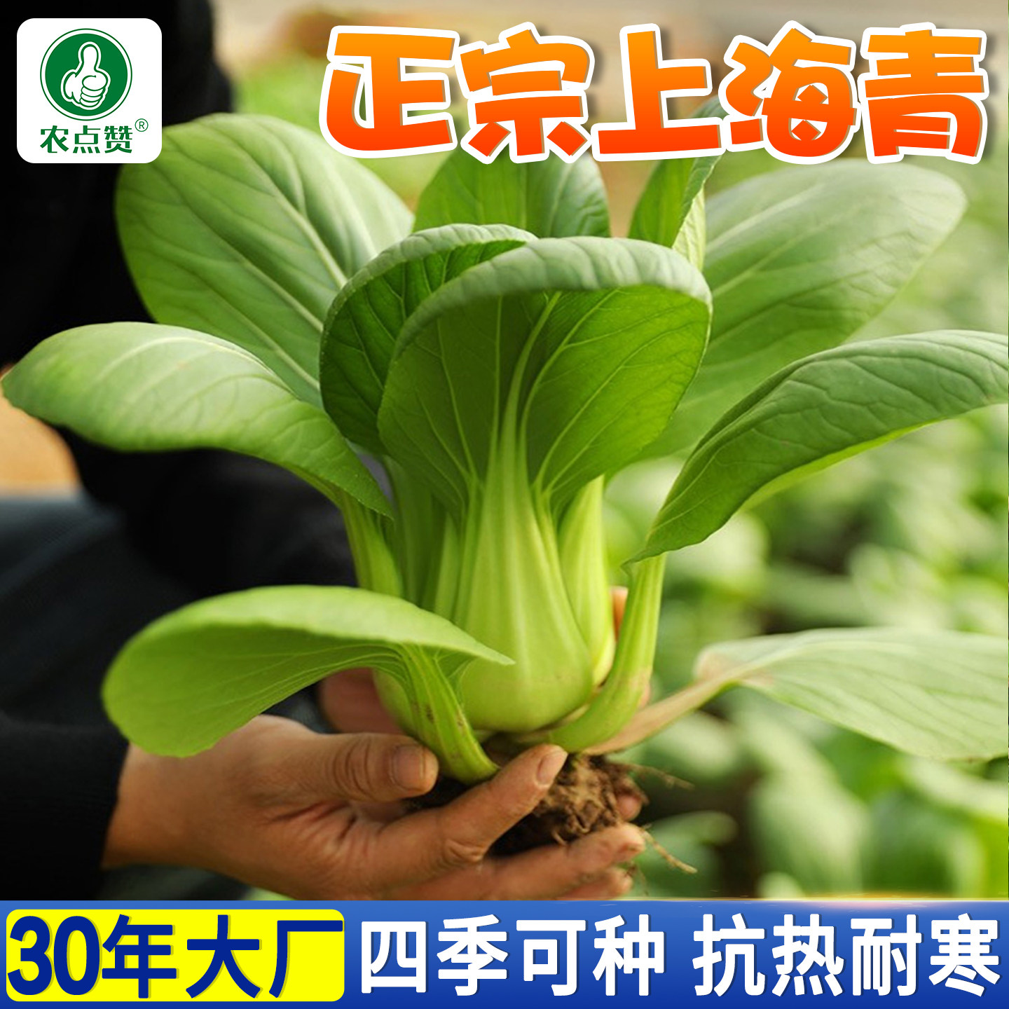 抗热青菜种子大全正宗上海青种子四季耐寒小白菜种籽矮脚油菜籽种