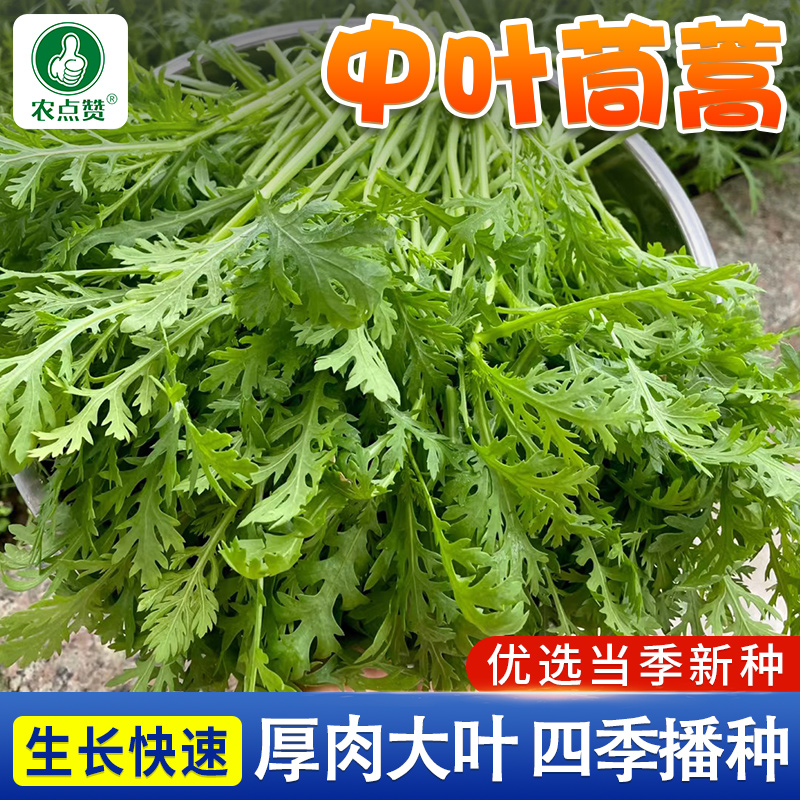 清香花中叶茼蒿种子皇帝菜春菊种籽春秋四季青菜农家菜园蔬菜种孑-封面