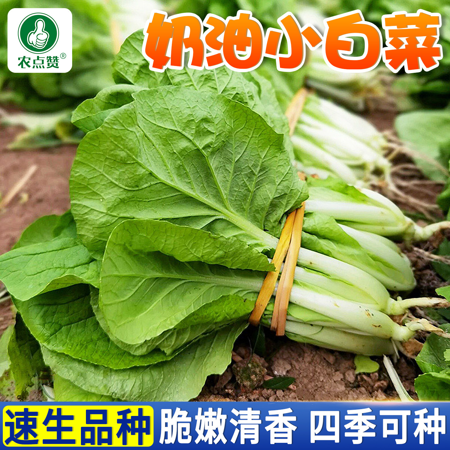 [抗热耐湿]奶油速生小白菜种子