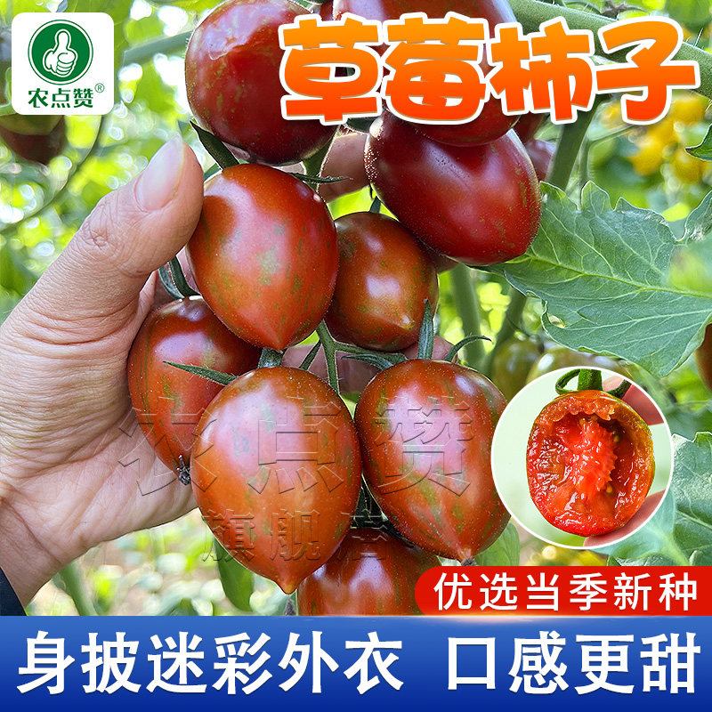 草莓西红柿种子水果番茄种籽紫色圣女果千禧果丹东铁皮柿子种孑