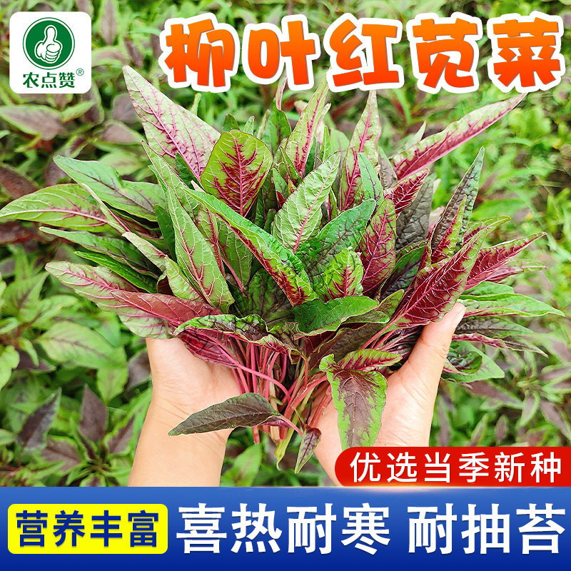 柳叶红苋菜种子鲜嫩花红苋菜尖叶汗菜汉菜现菜籽种耐热旱蔬菜种子