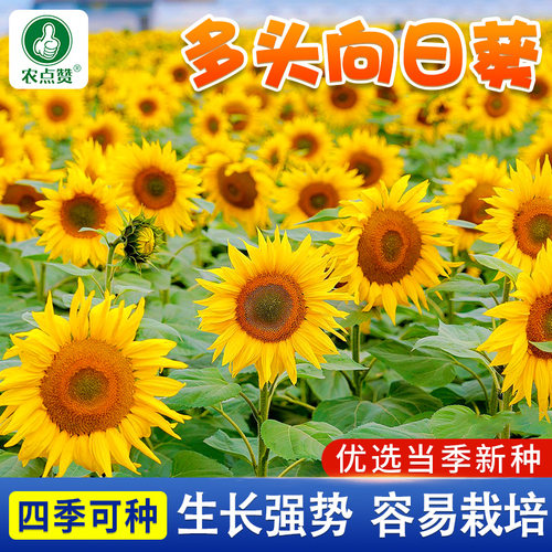 [观赏用]向日葵种子向阳花籽
