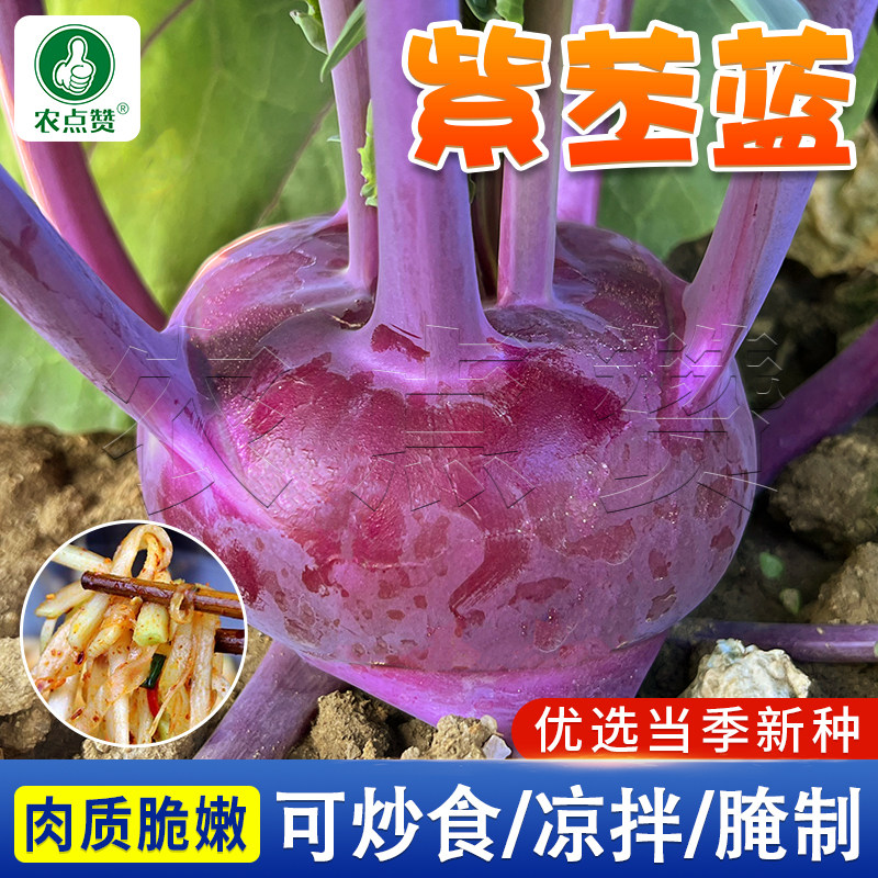 紫苤兰种子苤蓝种籽水果甘蓝球茎甘蓝籽种大头菜耐寒抗热蔬菜种子