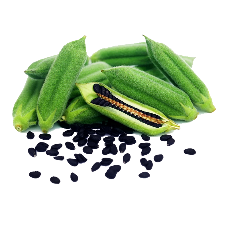 黑芝麻种子出油率高生芝麻籽种老品种高油黄白芝麻种籽可大田种植
