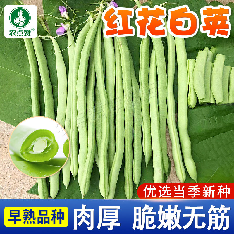 [30年大厂]红花白荚四季豆种子