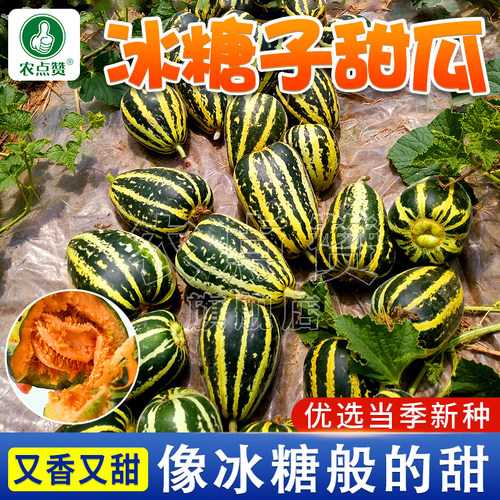 [超甜]冰糖花皮甜瓜种子