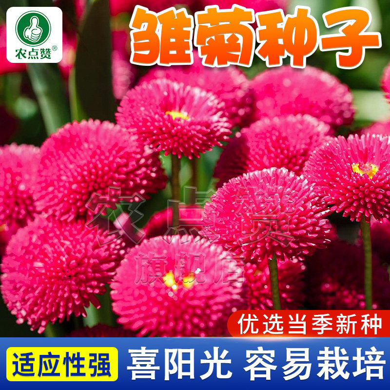 红色小雏菊种子网红菊花种籽四季播种室内花卉种孑阳台盆栽花籽种