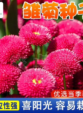 红色小雏菊种子网红菊花种籽四季播种室内花卉种孑阳台盆栽花籽种