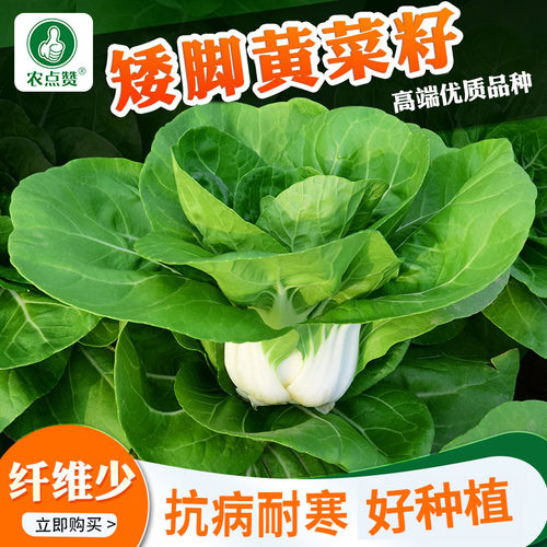 高产矮脚黄大白菜种子