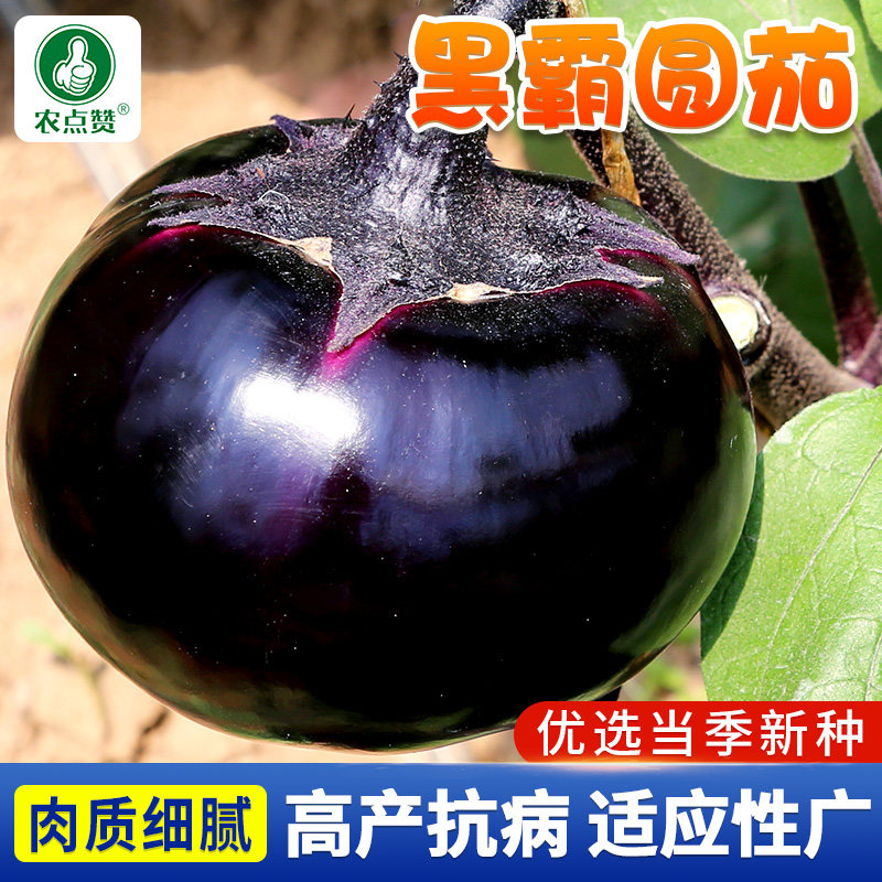 黑霸圆茄种籽黑圆茄子种子圆形茄子籽种小紫茄子春秋播种蔬菜种孑