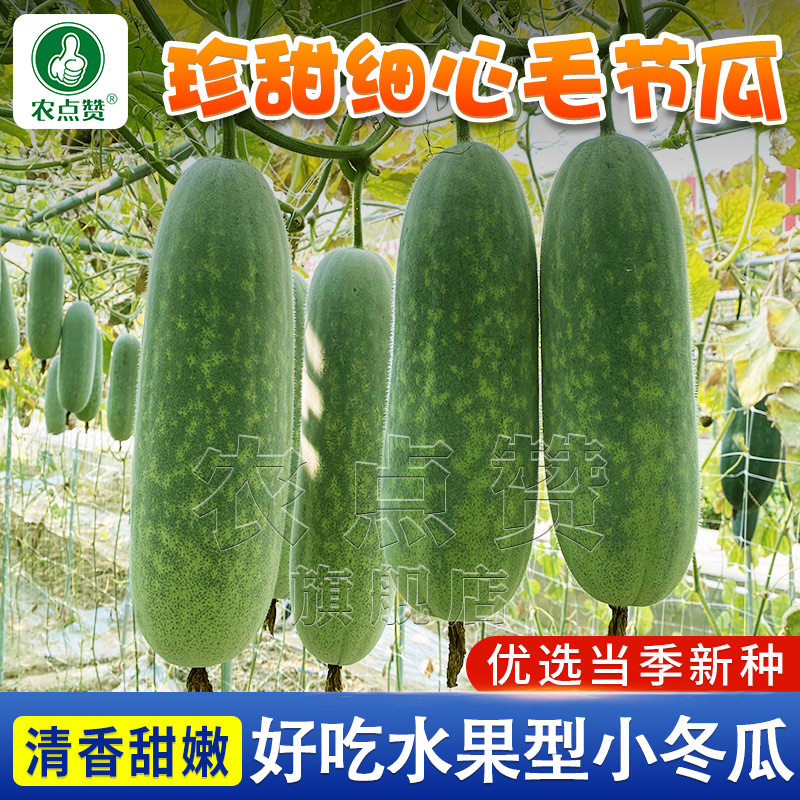 细心毛节瓜种子春夏季播种青皮小冬瓜种籽菜园阳台庭院爬藤蔬菜种