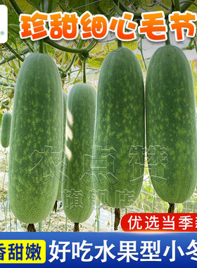 细心毛节瓜种子冬瓜籽种