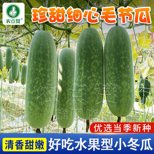 细心毛节瓜种子春夏季播种青皮小冬瓜种籽菜园阳台庭院爬藤蔬菜种